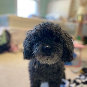 Meet your Posher, Rachel